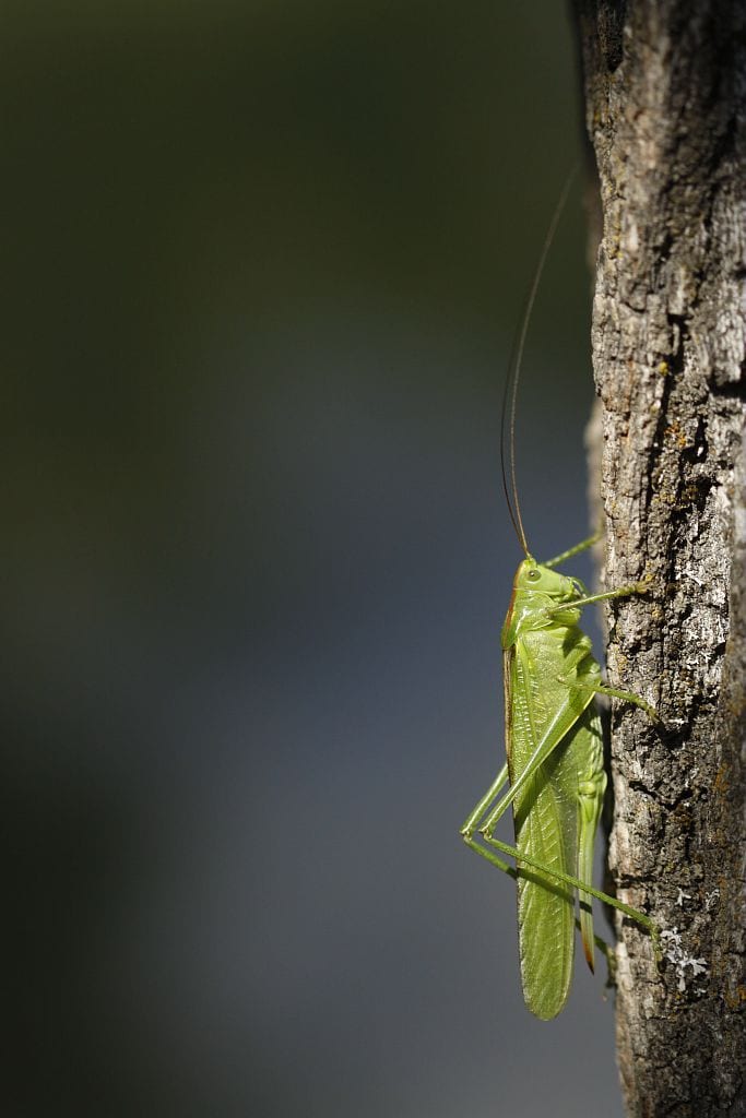 Grande-sauterelle-verte