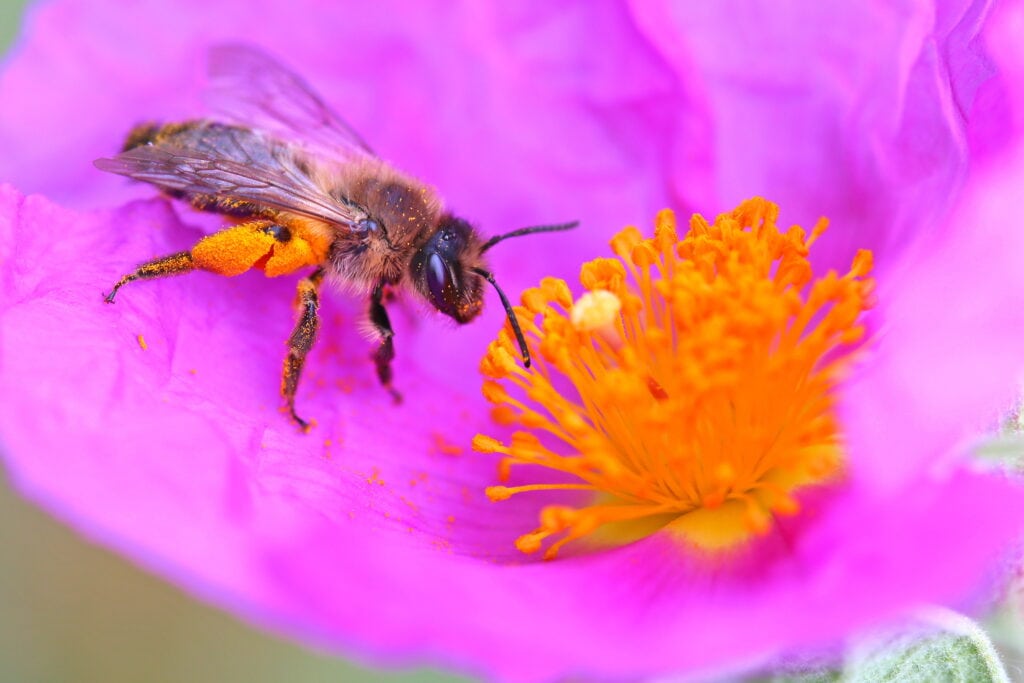 Apoidea © Yann Baillet - Flavia APE