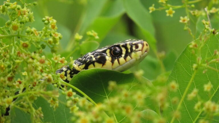 Couleuvre verte et jaune © Sylvain Chapuis - LPO