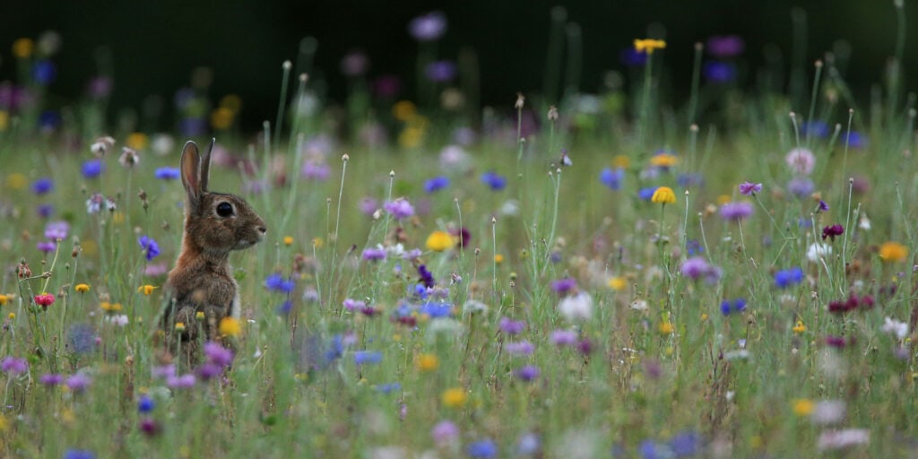 Lapin de garenne © Géraldine Le Duc - LPO