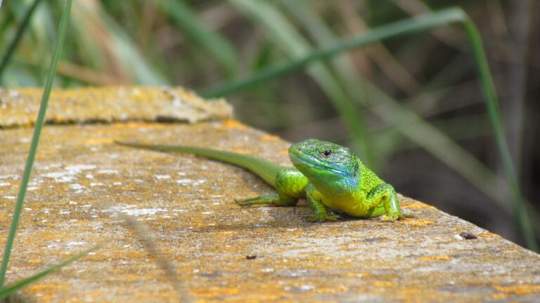 Lézard vert © Sylvain Chapuis - LPO