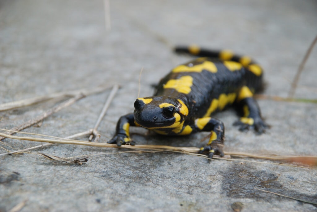 Salamandre tâchetée © Rémi Fonters - LPO