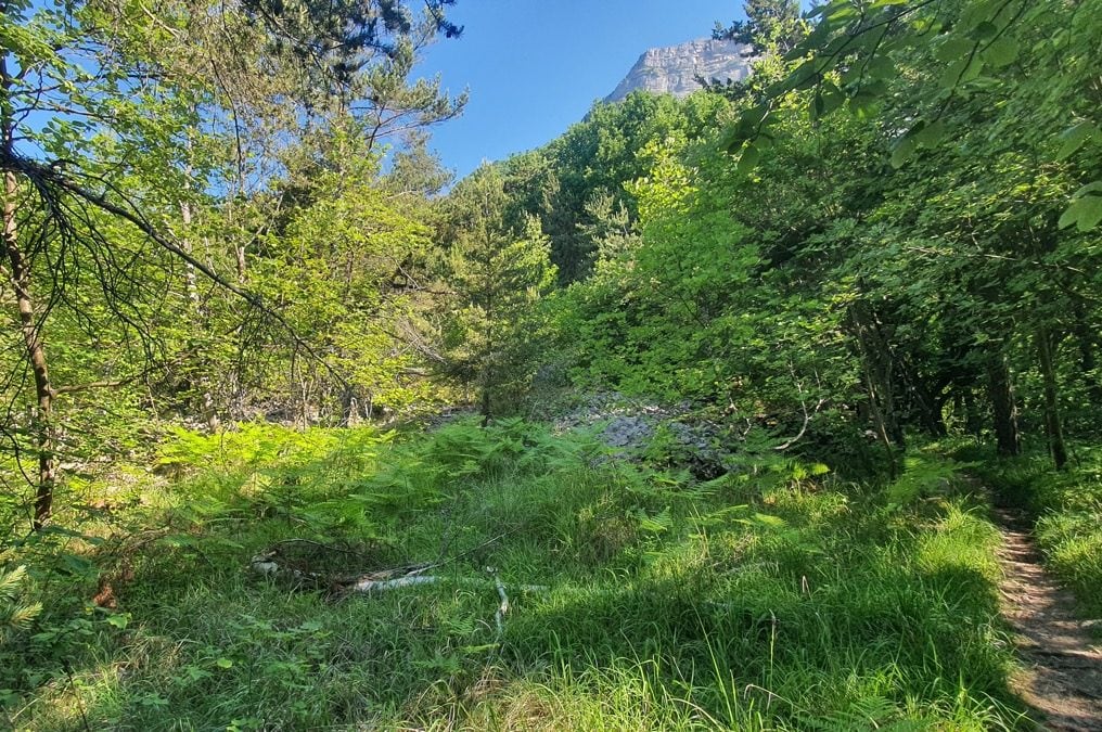 Photo d'une clairière