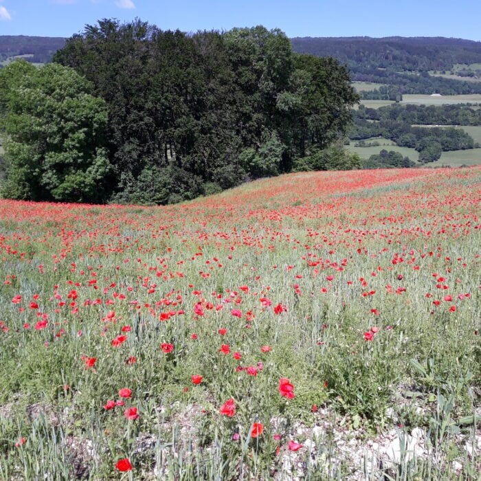 Photo de champ de coquelicot
