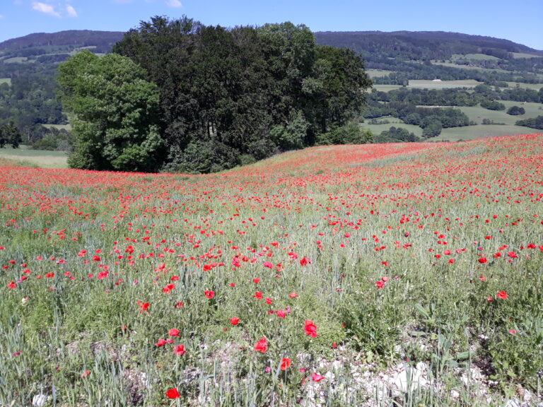 Photo de champ de coquelicot