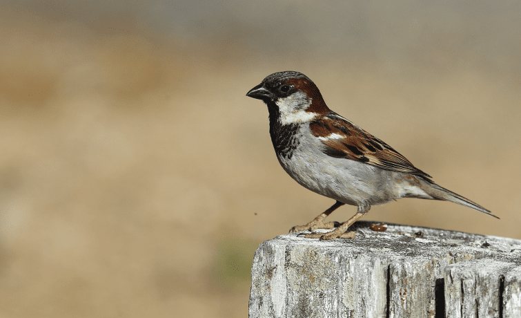 moineau_domestique