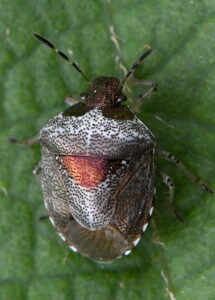 Eysarcoris venustissimus