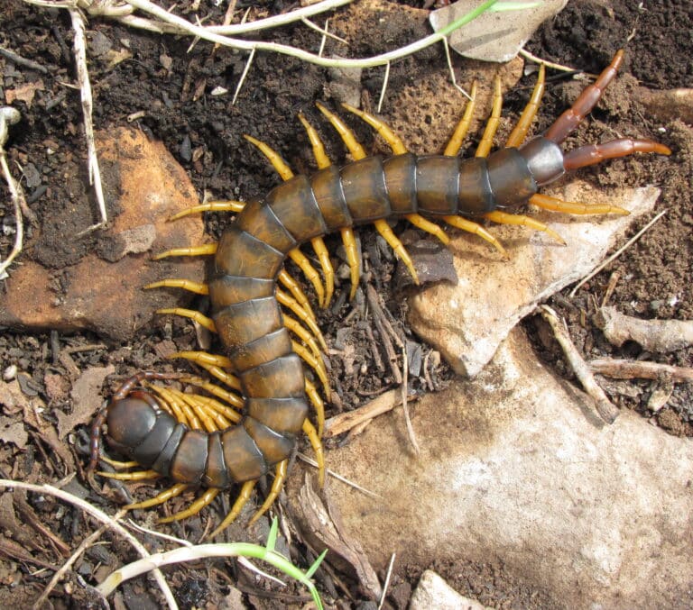 Fig_7_Scolopendra_cingulata