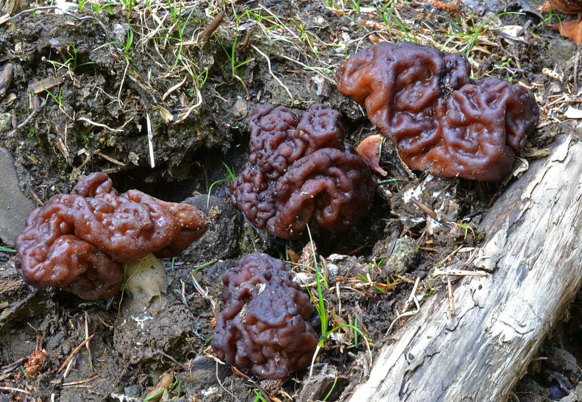 Photo de Gyromitra esculenta