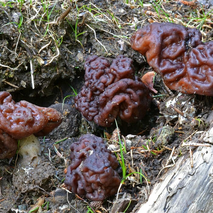 Photo de Gyromitra esculenta