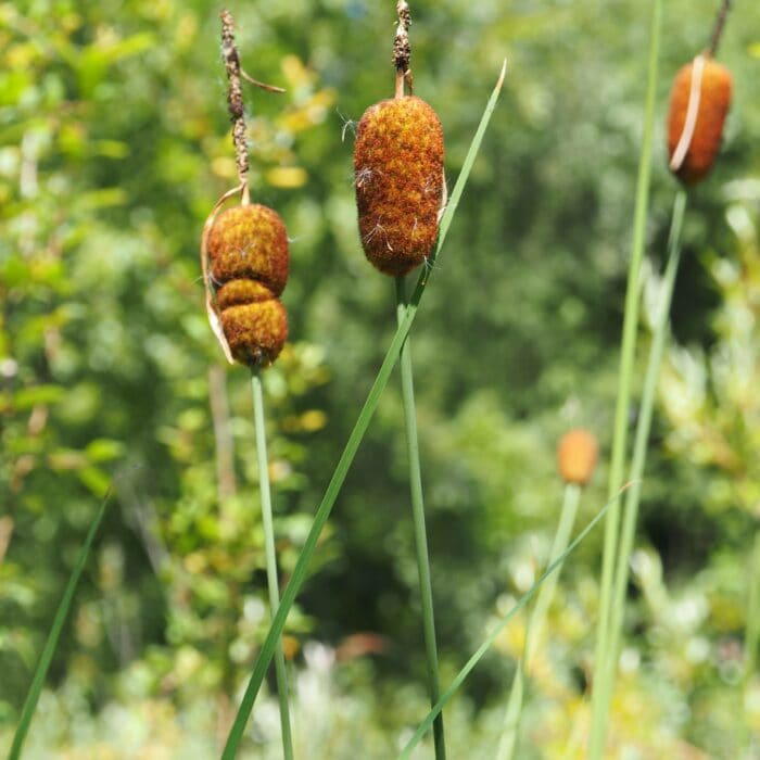 Photo de Petite massette, Typha minima