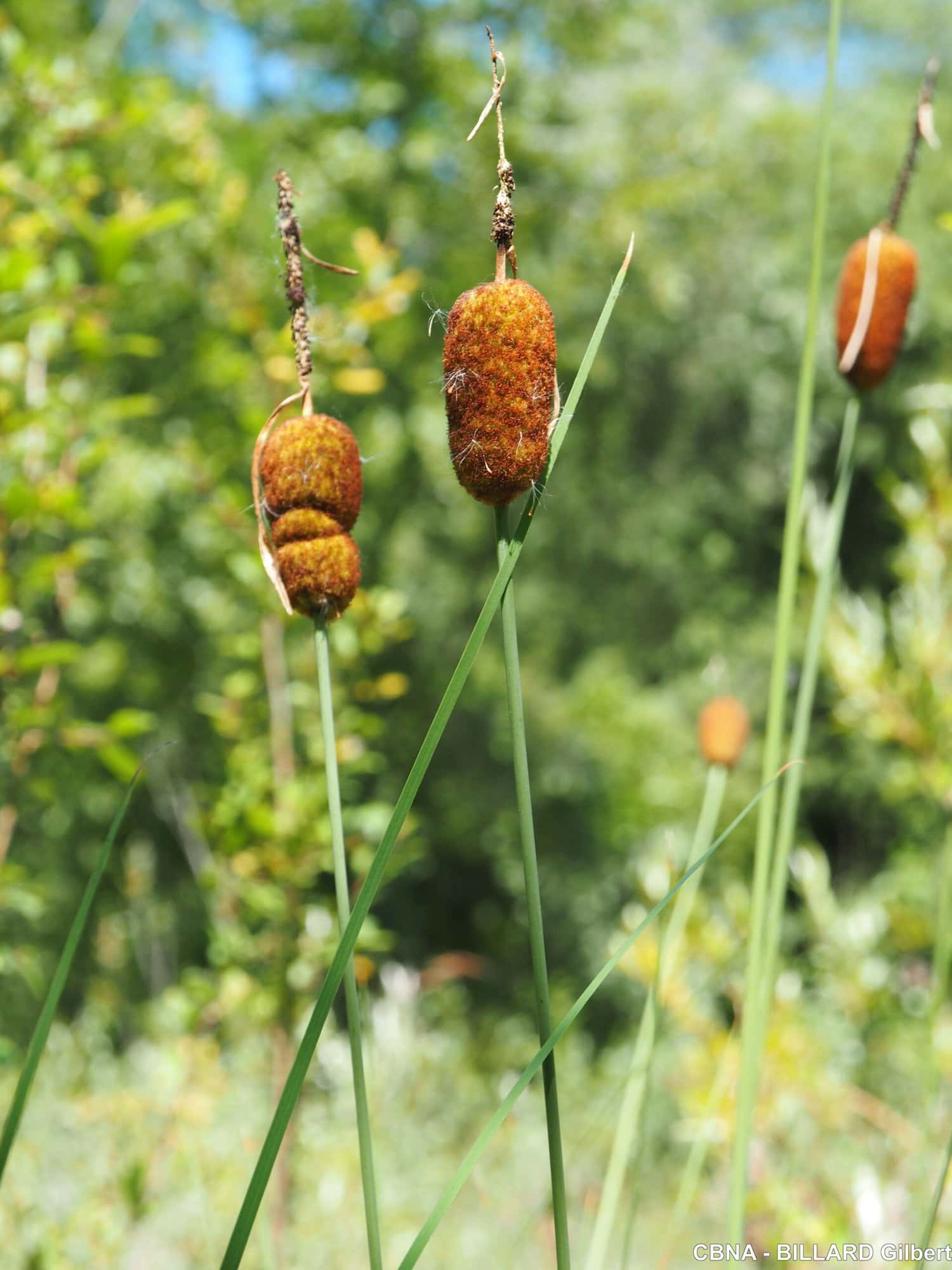 Photo de Petite massette, Typha minima