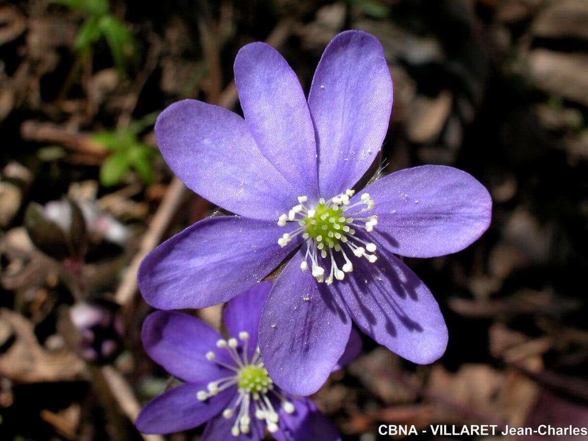 Photo de Hépatique à trois lobes
