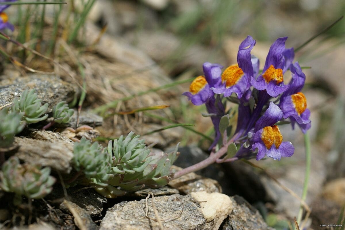 Photo de Linaire des Alpes