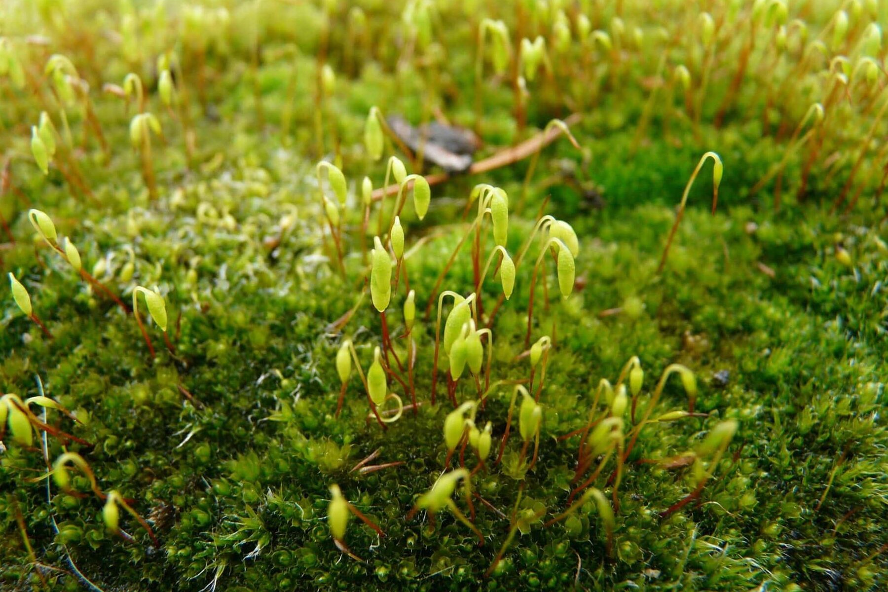 Photo de Ptychostomum capillare