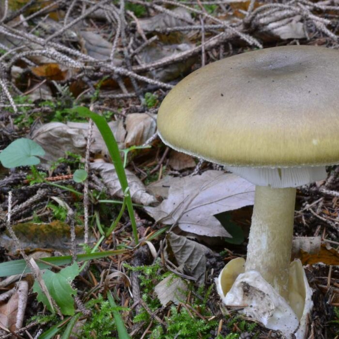 Photo de Amanita phalloides