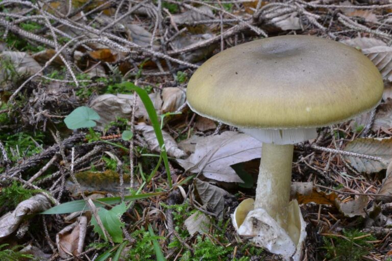 Photo de Amanita phalloides