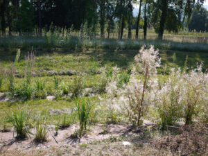 Publier - Parc du Delta des Dranse - Plantations prélevées dans la Réserve voisine (Haute-Savoie)