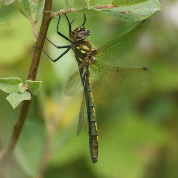 Photographie de la libellule Oxygastra curtisii