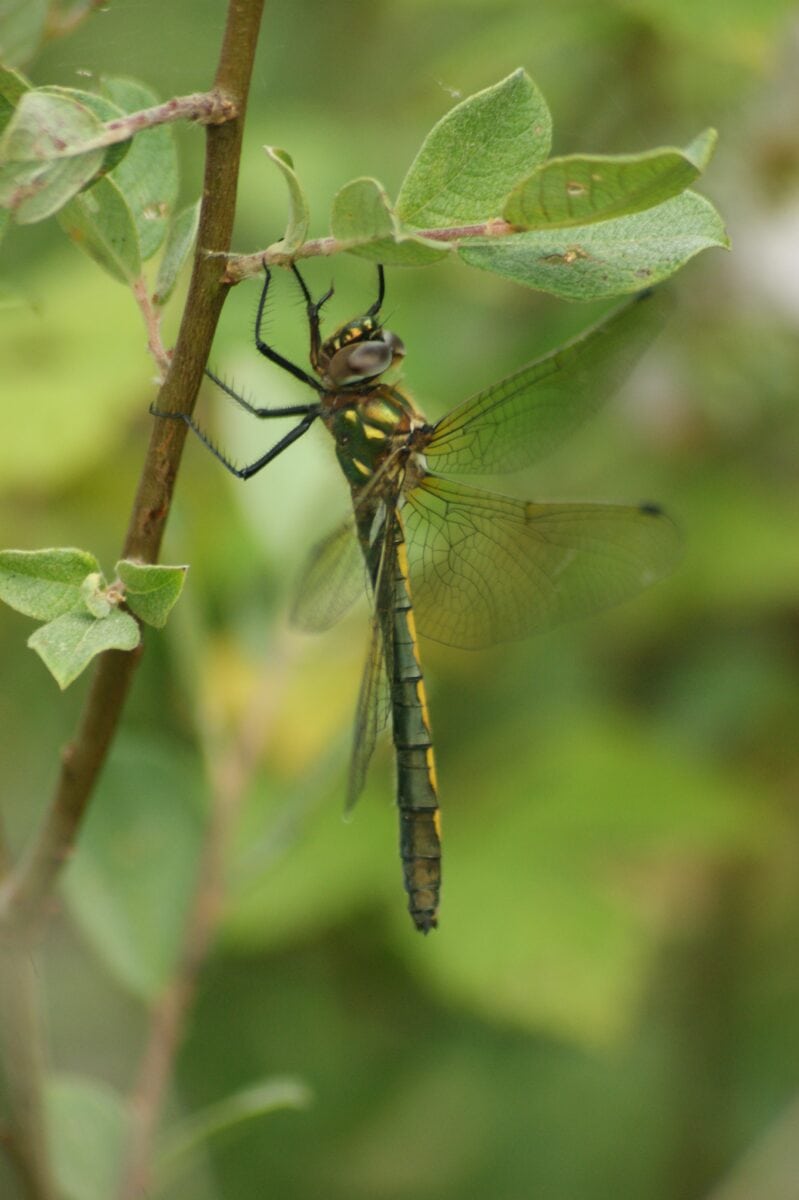 Photographie de la libellule Oxygastra curtisii