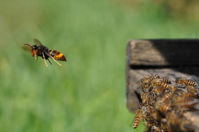 Photographie d'un frelon asiatique menant une attaque à l'entrée d'une rûche