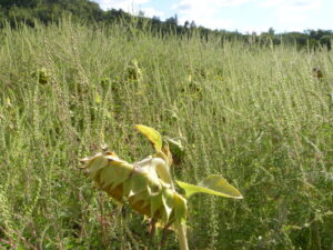 Photographie de l'Ambroisie dans un champ de tournesol