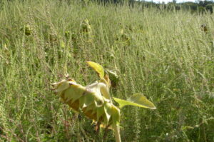 Photographie de l'Ambroisie dans un champ de tournesol