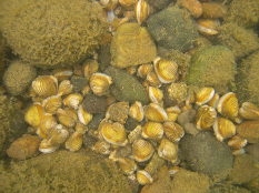 Photographie du mollusque Corbicule