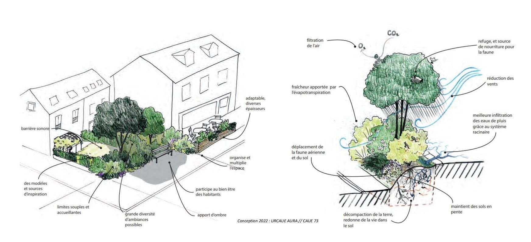 Intérêt de l'arbre et de la haie en ville