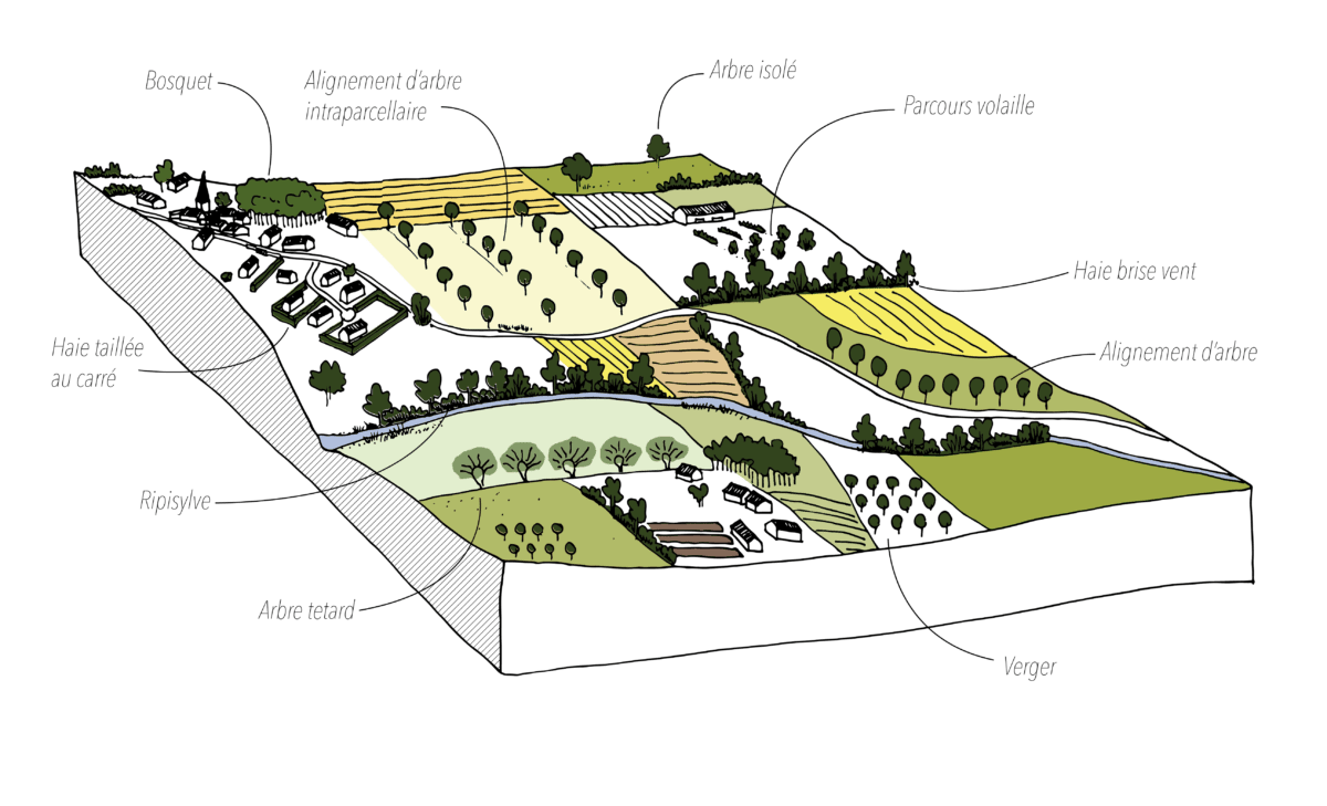 Bloc diagramme déclinant les différentes formes d'agroforesteries possibles (le bosquet, l'alignement d'arbre intra parcellaire ou bord de route, l'arbre isolé, la haie brise vent, la haie taillée au carré, la ripisylve, l'arbre têtard, le verger, ou encore le parcours volaille.