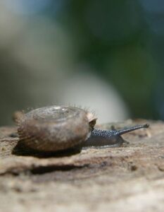 Photographie de l'escargot - plat et poilu - Helicodonta obvoluta