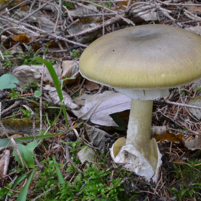 Photo de Amanita phalloides