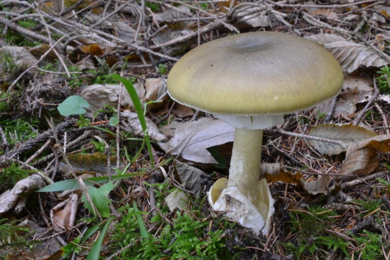 Photo de Amanita phalloides