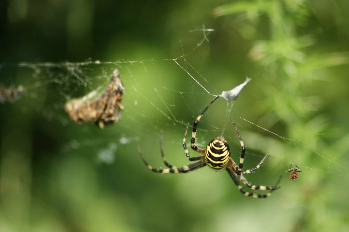 Photographie d'une araignée Argiope frelon (Argiope bruennichi) enroulant une proie dans sa toile