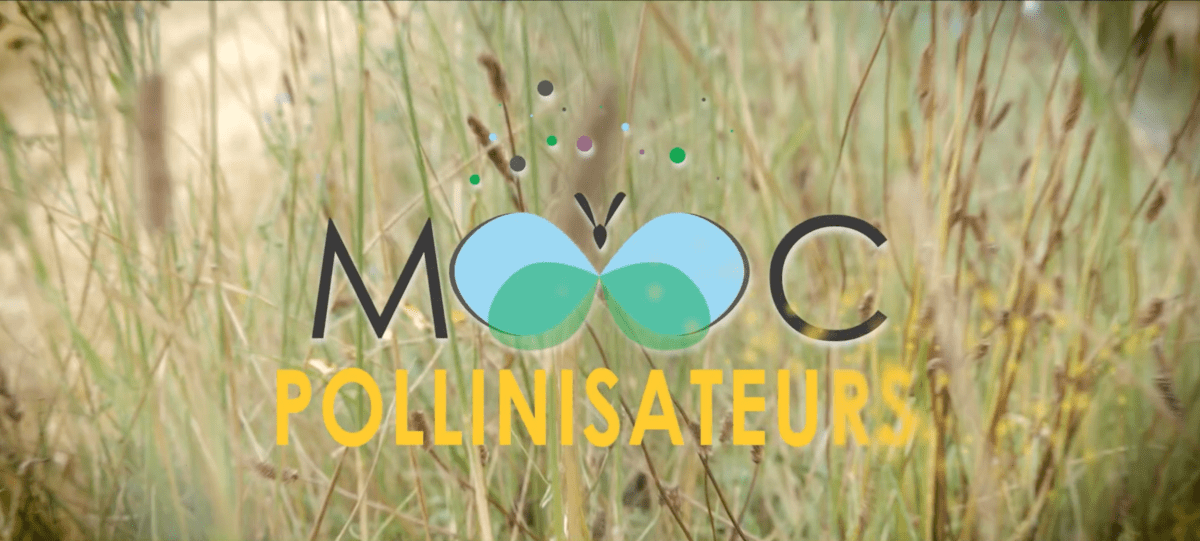 Illustration du générique du cours en ligne "Mooc pollinistateurs"