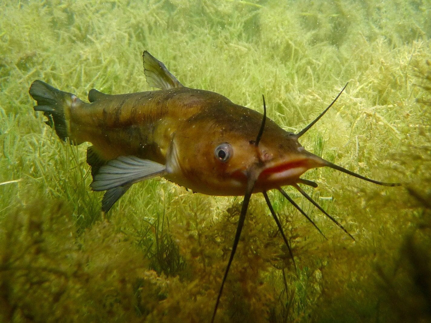 Poisson-chat