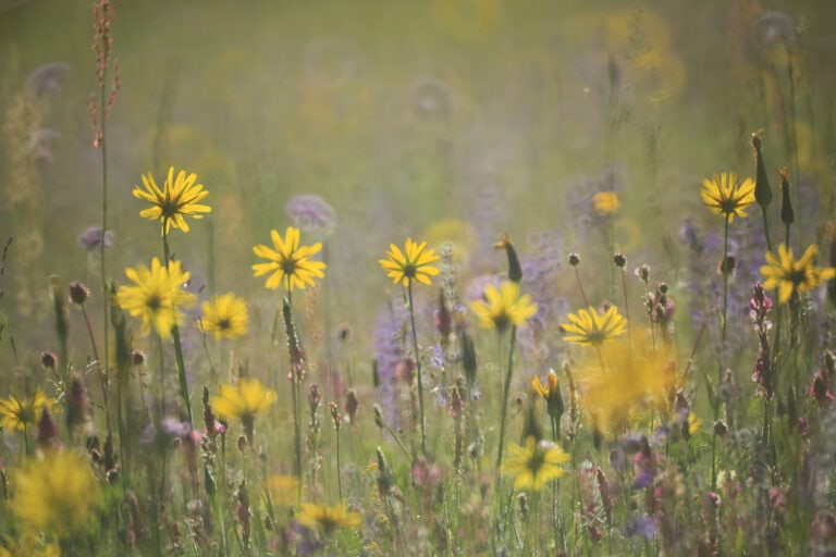 Prairie fleurie