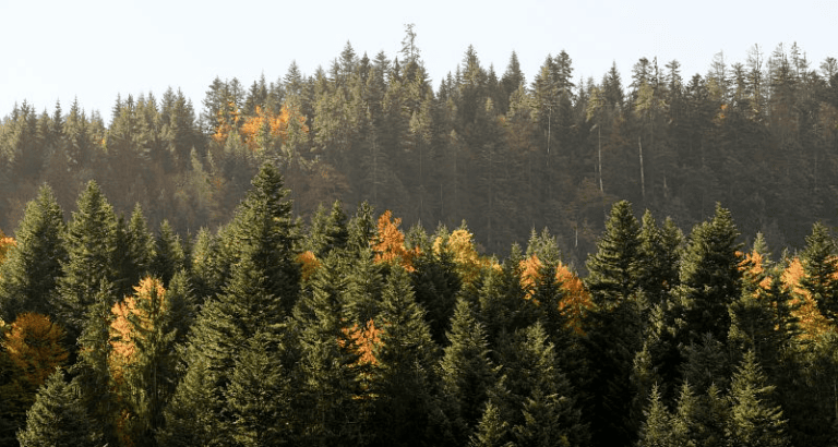 Paysage de forêt de sapins en montage, dans les environs du Grand-Bornand