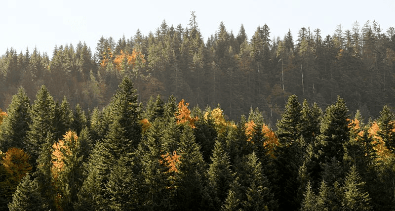 Paysage de forêt de sapins en montage, dans les environs du Grand-Bornand