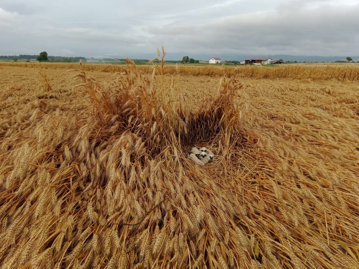 Nid avec poussins de Busard cendré