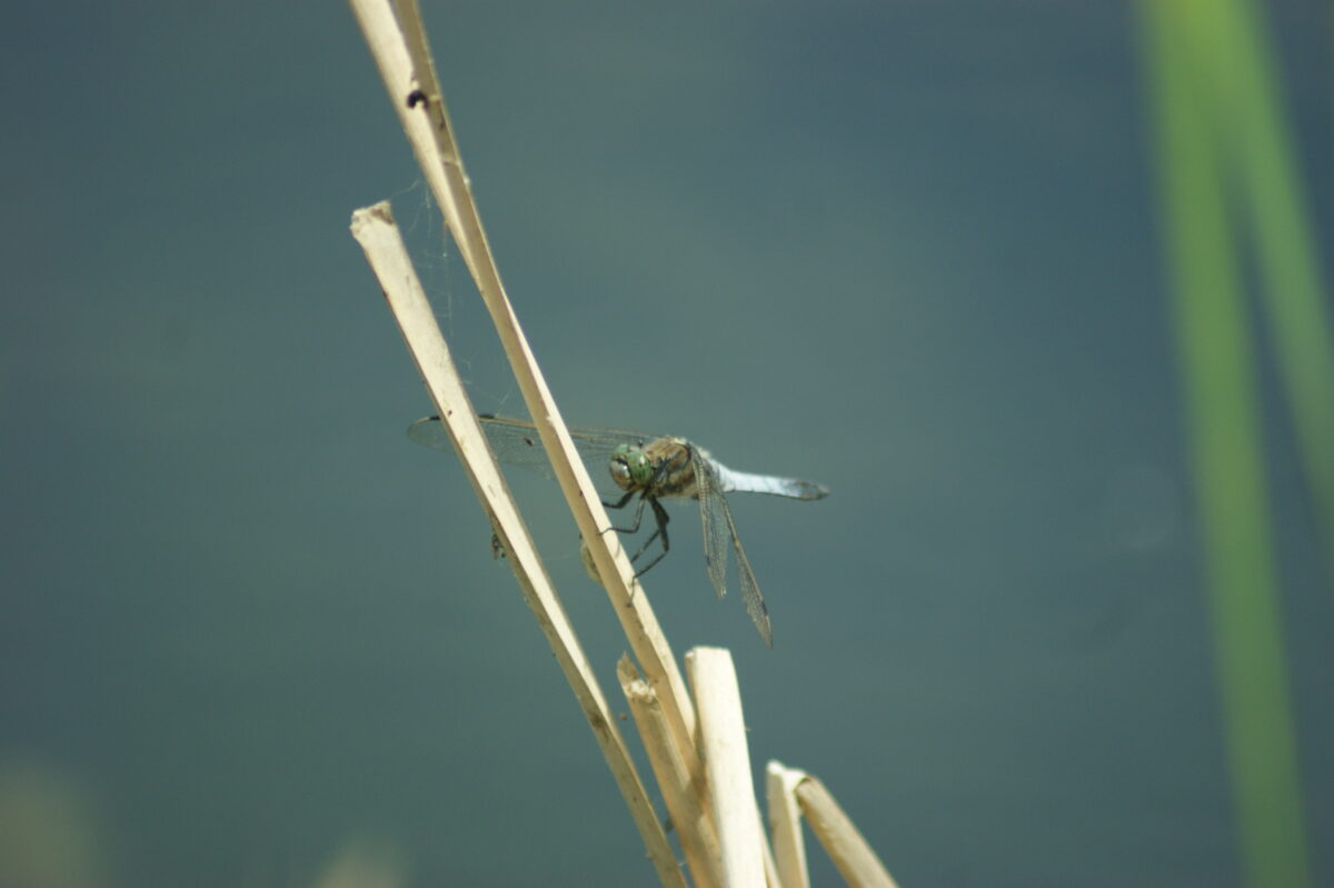 Photographie d'odonate sur la végétation