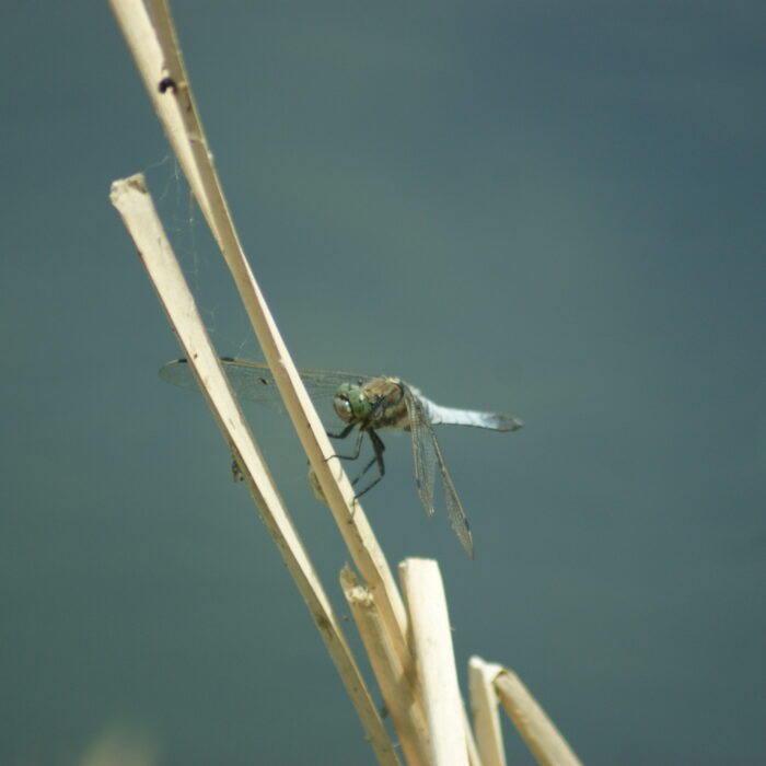 Photographie d'odonate sur la végétation
