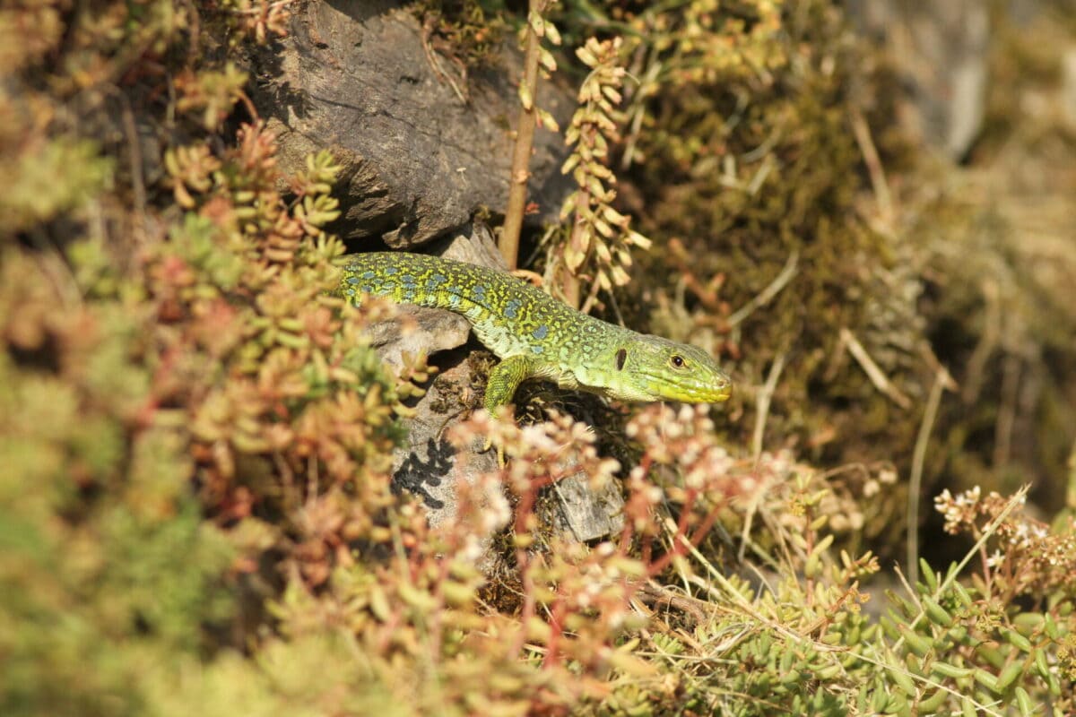 Lézard ocellé