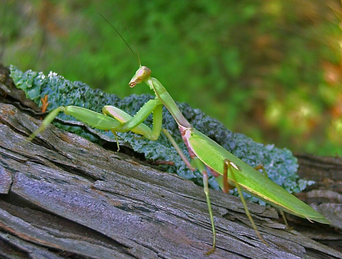 Photographie de la mante Hierodula transcaucasica dont l'espèce a été découverte en Isère en 2021