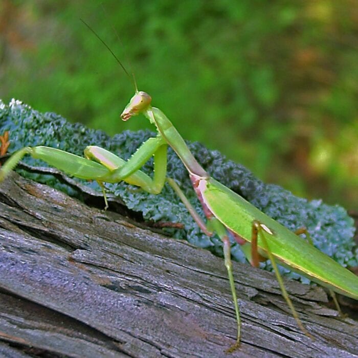 Photographie de la mante Hierodula transcaucasica dont l'espèce a été découverte en Isère en 2021