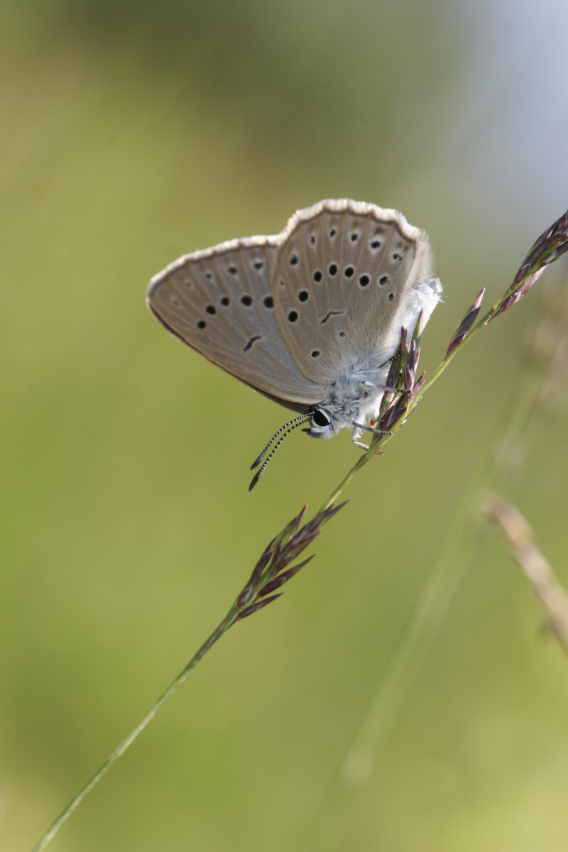 Photographie d'un Azuré de la Sanguisorbe (Phengaris teleius)