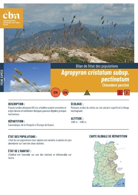 Couverture_fiche_Agropyron cristatum subsp. pectinatum