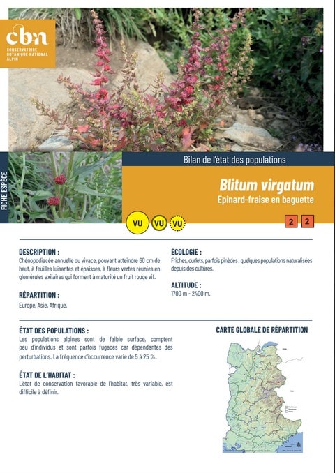 Couverture_fiche_Blitum_virgatum