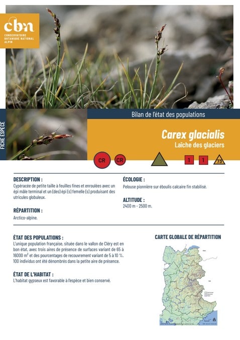 Couverture_fiche_Carex_glacialis