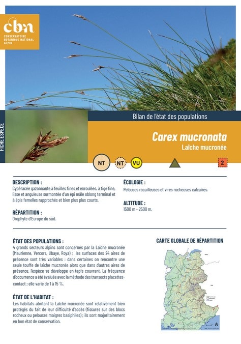 Couverture_fiche_Carex_mucronata
